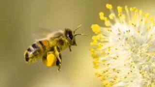 ماهر المعيقلي سورة النحل
